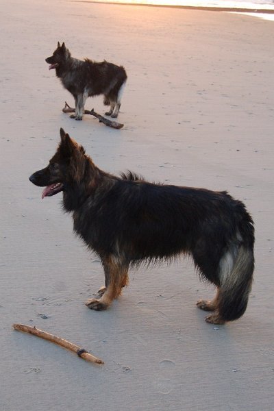 Xerus en Zaza op Vlieland (11).jpg